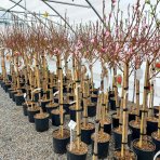 Nektárinka (Prunus nucipersica) ´CALDESI´ - stredne skorá, výška 150-180 cm, obvod kmeňa 4/6 cm, kont. C10L